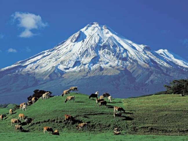 Cattle grazing on a New Zealand dairy farm.