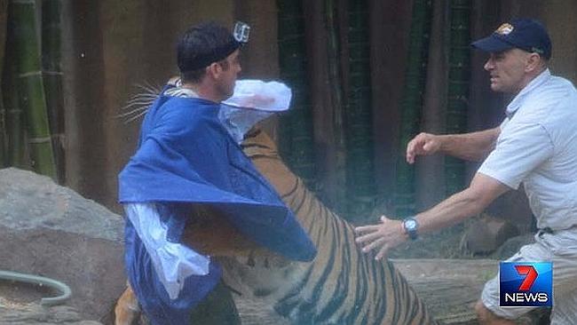 Another handler moves in to help Dave Styles as the tiger attacks. Picture: Channel 7