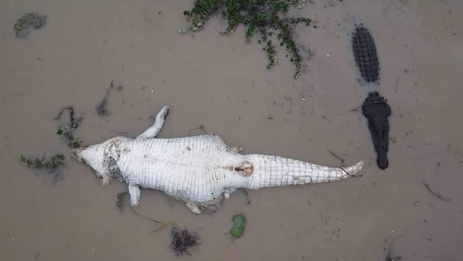 Drone footage of croc eat croc