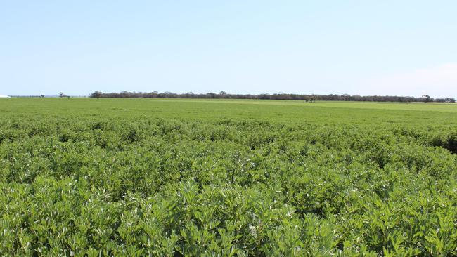 The estate of the Barber family are selling their 706ha Nhill cropping aggregation.