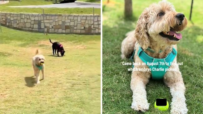 The couple's pup, Charlie, helped the parents-to-be decide their baby's sex. Source: TikTok/serenacukjati