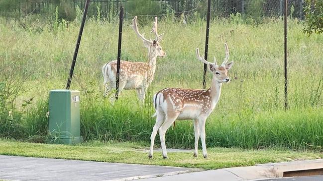 Deer sighted by residents in Harrington Park area. Picture: Facebook