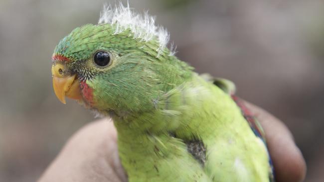 A juvenile swift parrot. Picture: Dejan Stojanovic.