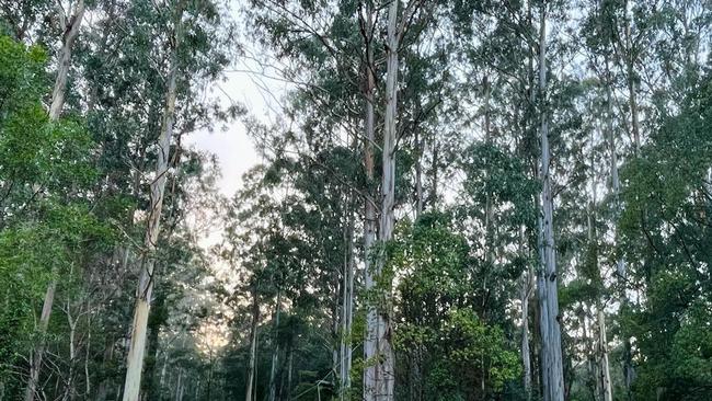 Orara East Sate Forest near Coffs Harbour.