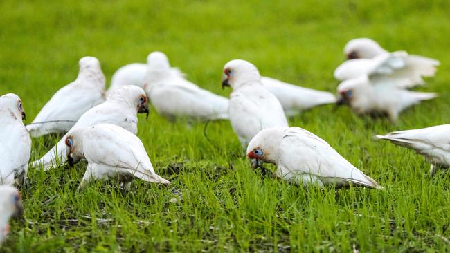 Little Corellas in an olive grove at Victoria Park. Picture: Russell Millard