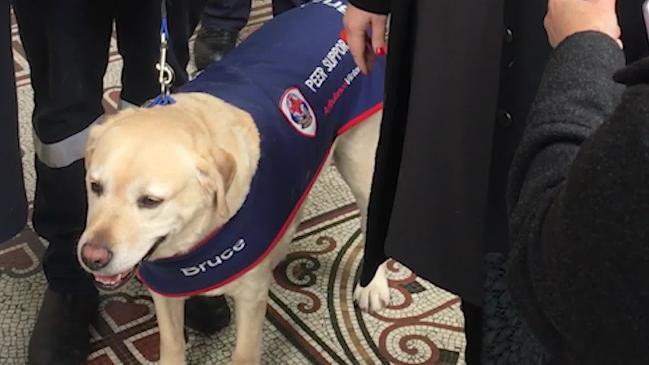 Victoria's first ambulance peer support dog