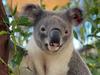 Two-year-old Jagger has been bred as part of the Living Koala Genome Bank pilot project. Picture: University of Queensland
