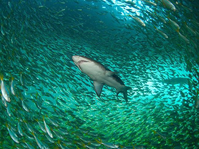 Australian Georgraphic ANZANG Nature Photographer of the Year 2015 - Finalists *Must keep watermarks - must credit photographers.* Tony Brown.jpg THE LOOKING GLASS GREY NURSE SHARK; CARCHARIAS TAURUS (EAST COAST OF AUSTRALIA SUBPOPULATION) STATUS: CRITICALLY ENDANGERED On our yearly trip to South West Rocks I decided to break up the eight hour return with three days at Nelson Bay. Normally I don’t venture past the shore dives at Nelson Bay, but after this spectacular dive at the Looking Glass at Broughton Island, I will be returning. Broughton Island, Port Stephens, New South Wales Nikon D200, Nikkor 10.5mm Fisheye, 1/100, f/4, ISO 100, 2 x Nikonos SB105 strobes both on 1/16 power, Seacam housing with Wide Port by Tony Brown, Australian Capital Territory