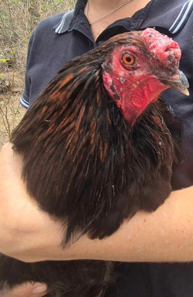 Connie's Coop is caring for Rudolph after he was rescued a few weeks ago. He needs a flock to call his own, and to be the only rooster in the henhouse. Picture: Supplied.