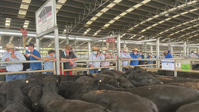 Weaner calf sales at Naracoorte, South Australia, on January 6. Strong prices have encouraged more vendors to attend. Picture: Kate Dowler