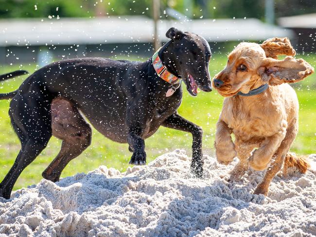 Dogs that play well do so as a result of a friendship or a trust that’s been built up over time. Picture: Mark Stewart