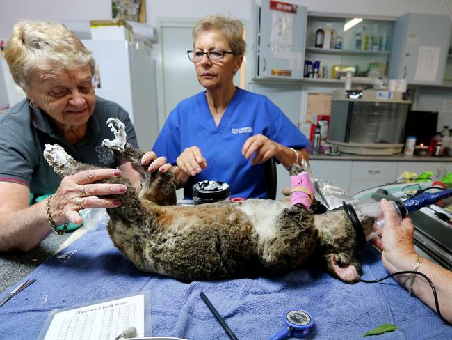 Medical staff and volunteers treat Anwen, cleaning her wounds and changing bandages. Picture: Nathan Edwards