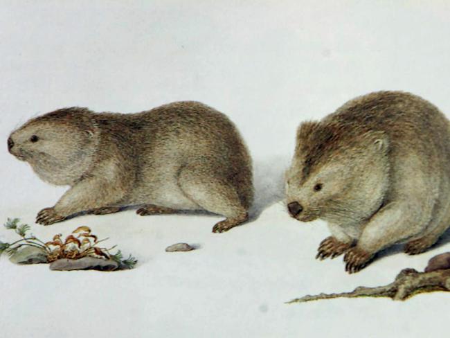 Wombats recorded on King Island, Bass Strait, Tasmania, and drawn by Ferdinand Bauer on Matthew Flinders’ voyage in 1802.