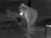 Watch: Bizarre moment thief casually steals plant during night stroll