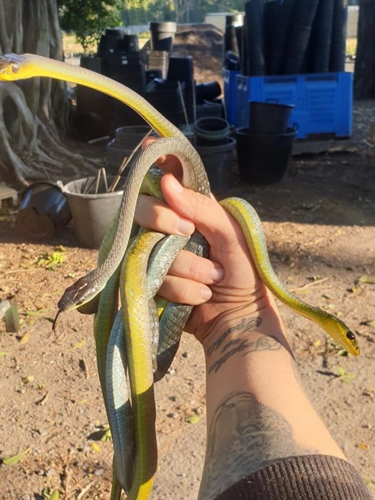 Three common tree snakes from Merrimac. Gold Coast and Brisbane Snake Catcher Tony Harrison's best photos. Photo: Gold Coast and Brisbane Snake Catcher