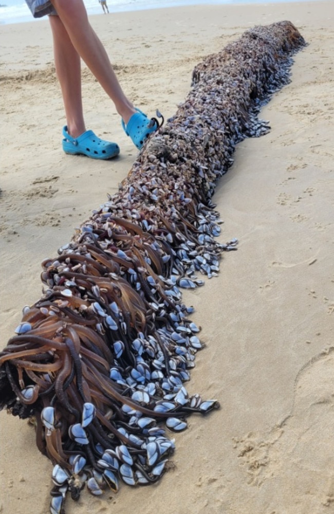 It’s believed to be goose barnacles. Picture: Facebook