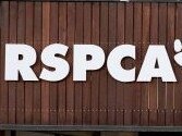 Toowoomba woman on animal mistreatment charges before the court