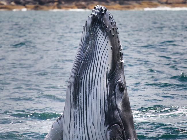 Getting a good look at Sydney Harbour this whale calf delighted onlookers. Picture: <a href="http://www.whalewatchingsydney.com.au" target="_blank">whalewatchingsydney.com.au</a>