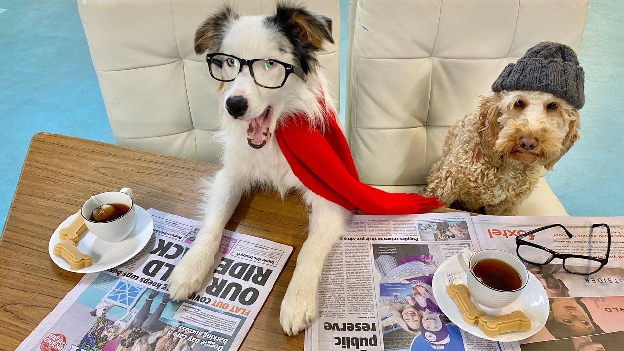 Every Dog day care centre co-owner Maddison Johnson took this photo of two of her pooches who made it to the front page of the paper last Monday.