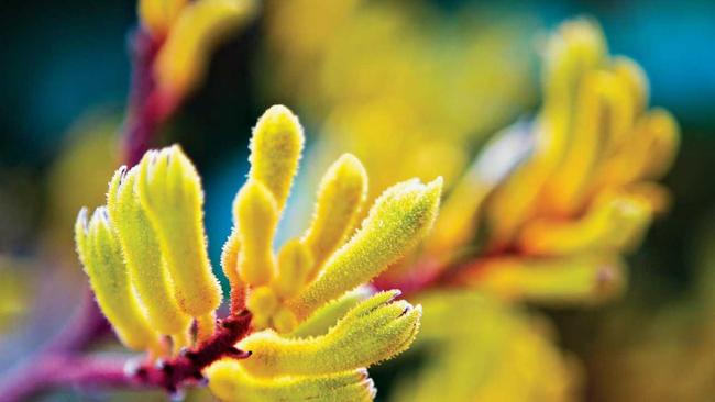 The drought tolerant kangaroo paw. Picture: Gheorghe Cosoveanu