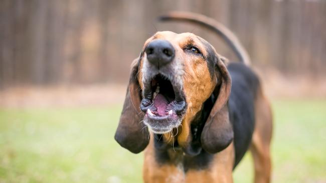 A Brisbane woman has taken to social media after receiving a council-provided letter in relation to a complaint that her dogs are allegedly barking excessively.