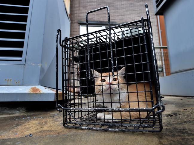 Feral cats trapped by Hornsby Shire Council rangers at Hornsby. Picture: AAP.