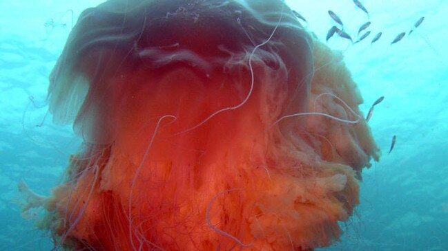 At almost a metre in diameter this Lions Mane jelly fish is a giant. Picture: Hugh Pedersen.
