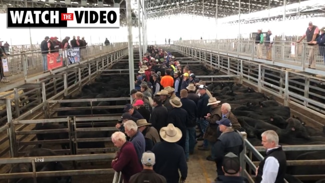 Summer weaner calf sales kick off