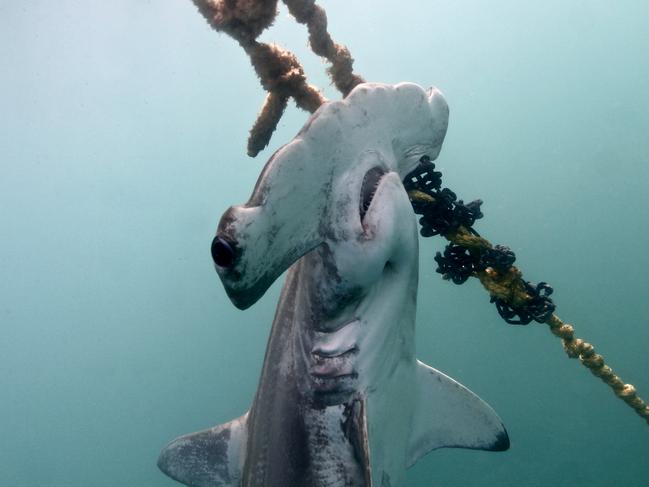 A scalloped hammerhead caught on a drum line in the Great Barrier Reef Marine Park. Picture: Humane Society International