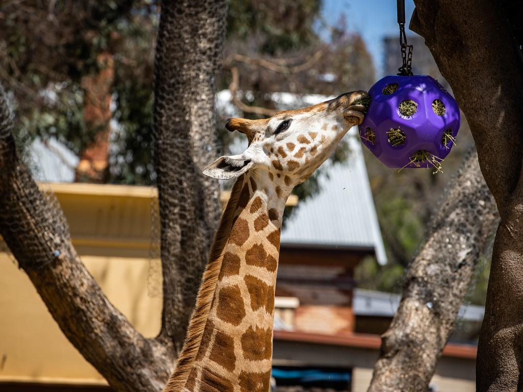 If you are not vaccinated, you will be rejected entry to the Adelaide Zoo. Picture: Tom Huntley