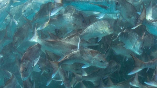 Spawning snapper. Picture: Gone Fishing with Al McGlashan