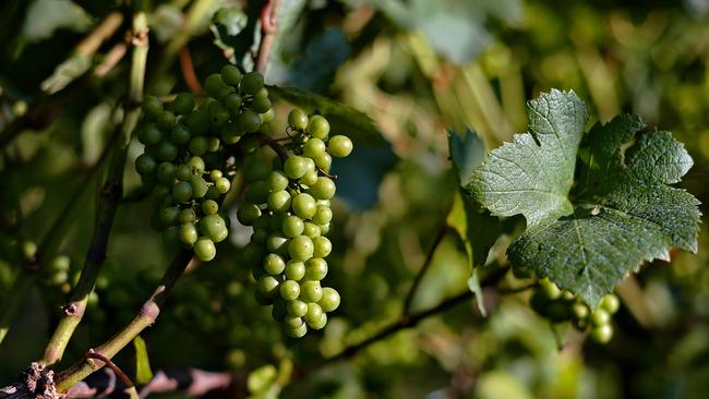 McWilliams - Australia’s sixth-biggest wine company - has an extensive product range. Picture: AFP)