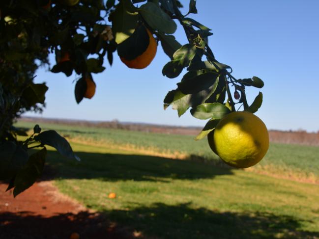 In Moreton Bay, Queensland, and Coomealla, NSW, Fair Work Inspectors observed how some farms had rolled out sophisticated digital systems in response to the April 28 Award changes.