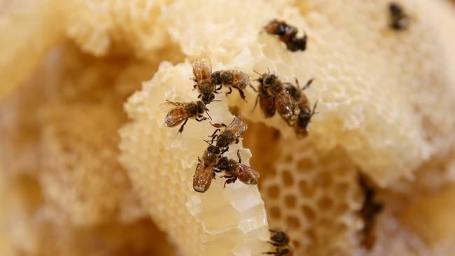 Bees also make delicious honey and burr comb. Picture: Justin Sanson