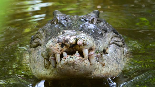 A saltwater crocodile. Picture: iStock.