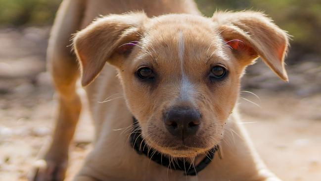 MUST CHECK WITH Justin Lees Head of Projects- News360 BEFORE PUBLISHING.    Muster Dogs: Mischief and Mateship:  Kelpie pup Buffer was full of energy this morning, making itquite the challenge to capture this photo. I was lucky tosnap it just in time before he went off to play with hissiblings.