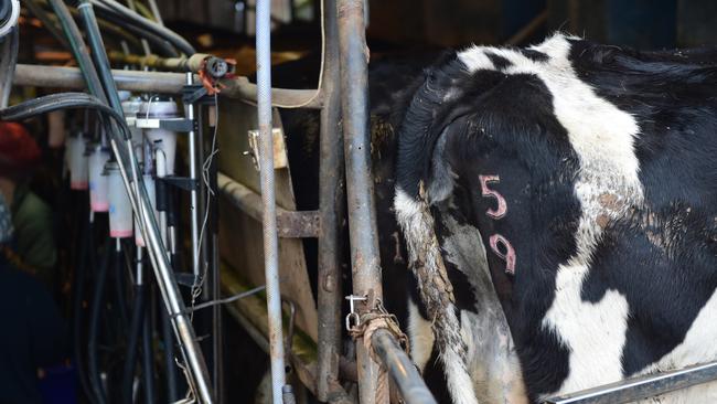 Herd testing benefits reach beyond cell count monitoring | The Weekly Times