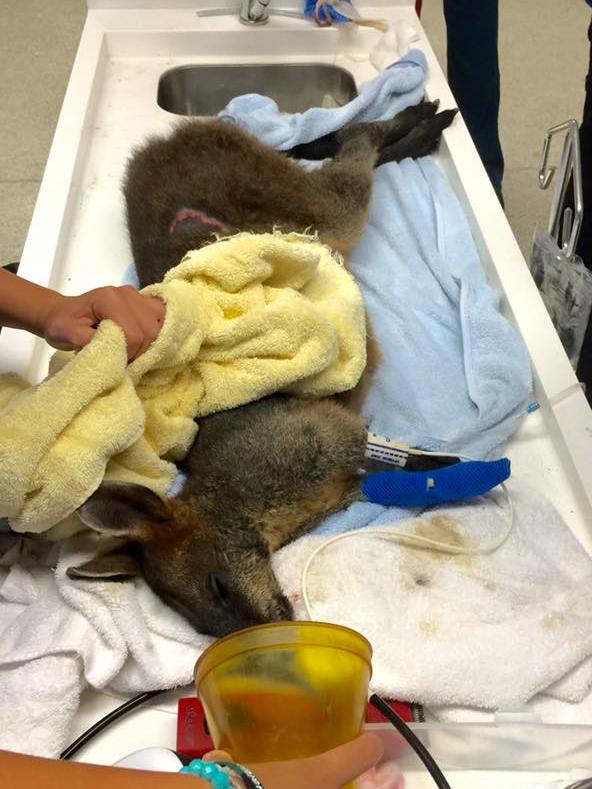 The wallaby being treated at Allambie Vet. Picture: Natalie MacDonald