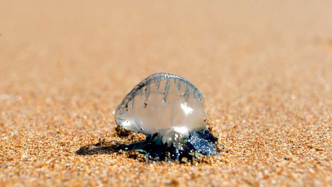 Bluebottles have invaded Sydney beaches.