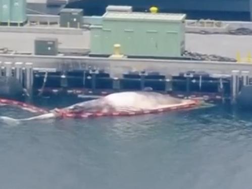 The whale carcass dislodged from underneath HMAS Sydney. Picture: supplied ABC San Diego