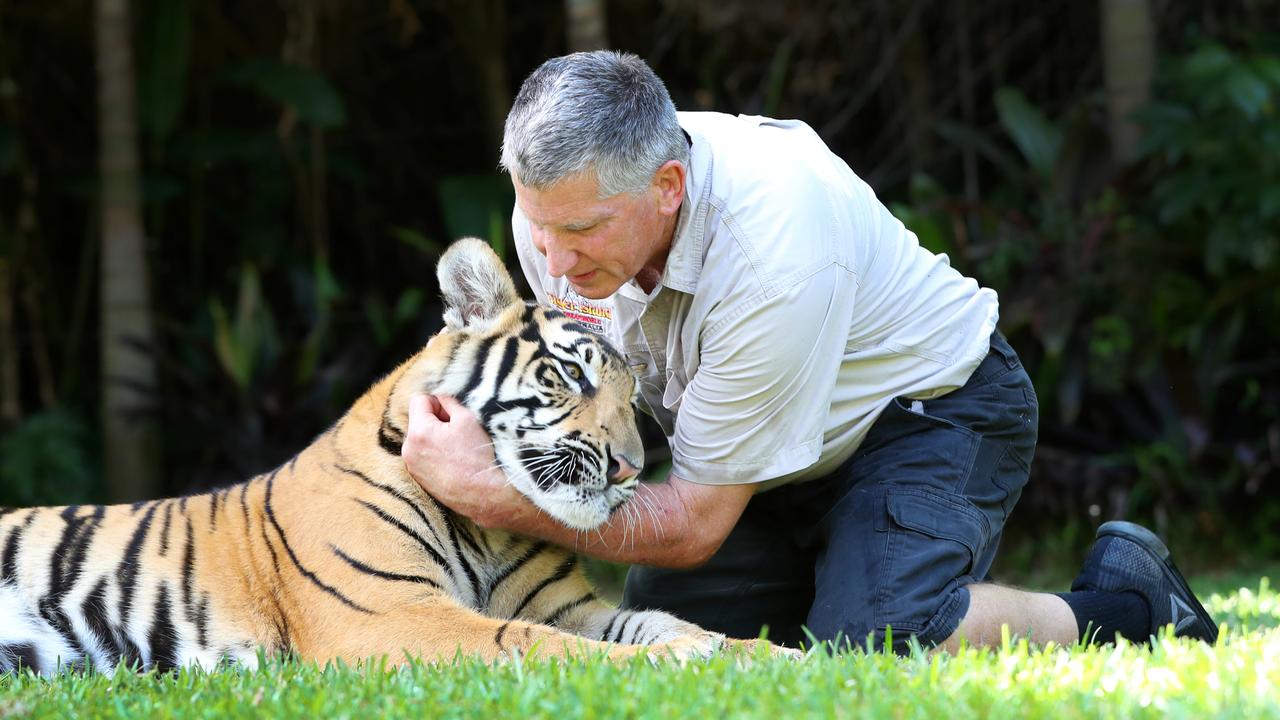 Handlers and tigers at Dreamworld often formed close bonds after spending years together but the theme park is moving away from that practice. Picture: Nigel Hallett