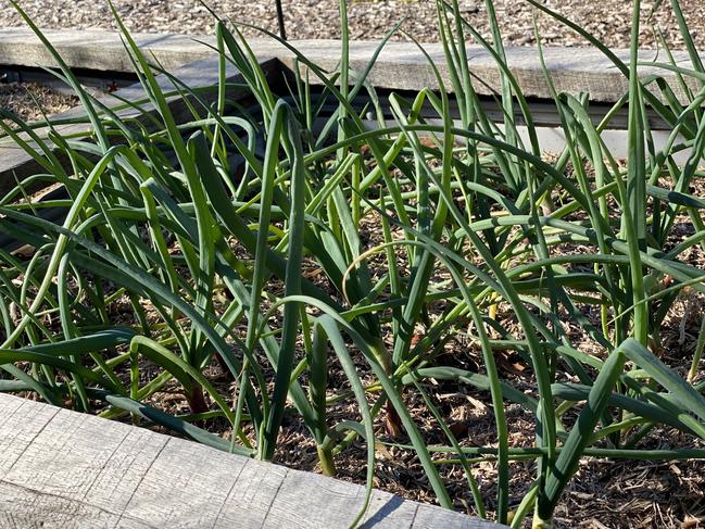 Get bang for your buck with spring onions. Picture: Sophie Thomson