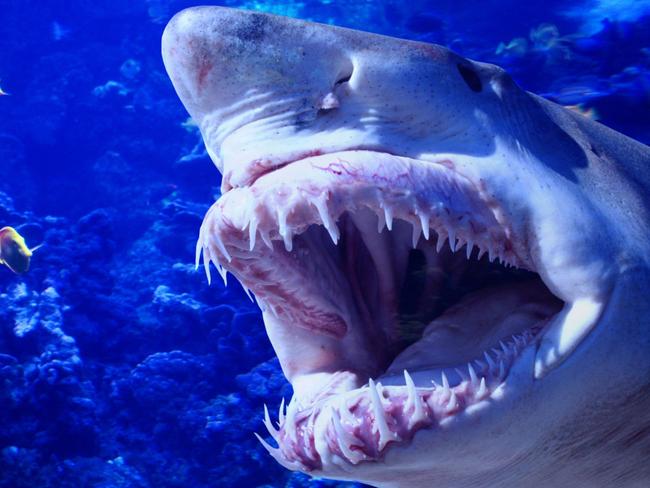 Generic image of a Mako shark showing teeth underwater in an aquariam