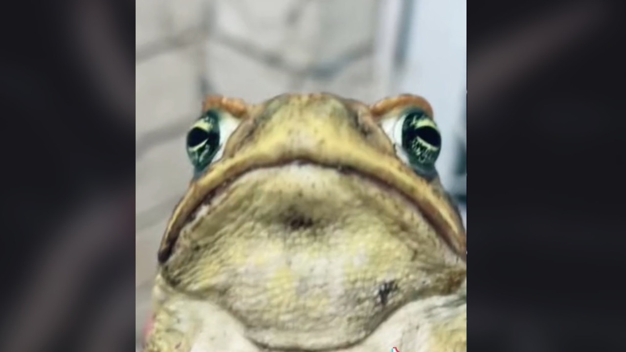 TikTok star Ian Bartholomew catches, cooks and eats cane toads during a recent trip to North Queensland.