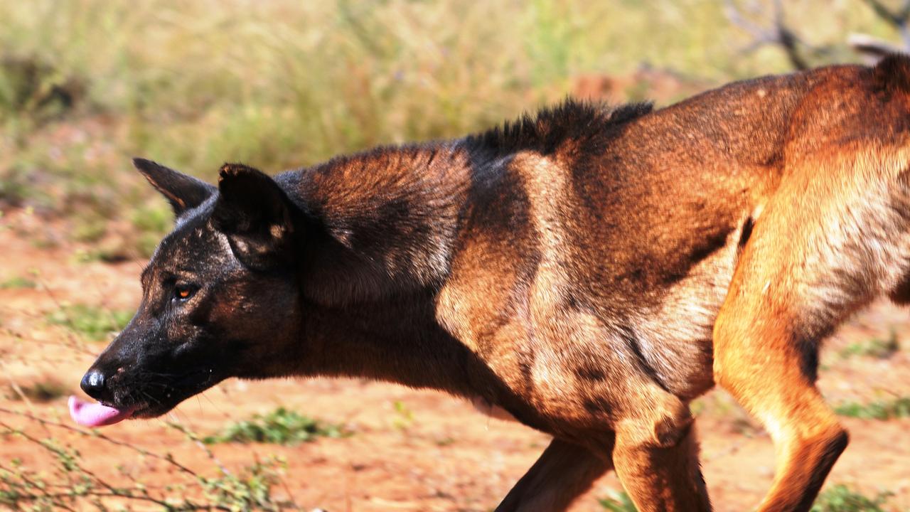 The price paid for a wild dog scalp in the Gympie region is expected to drop from $40 to $25.