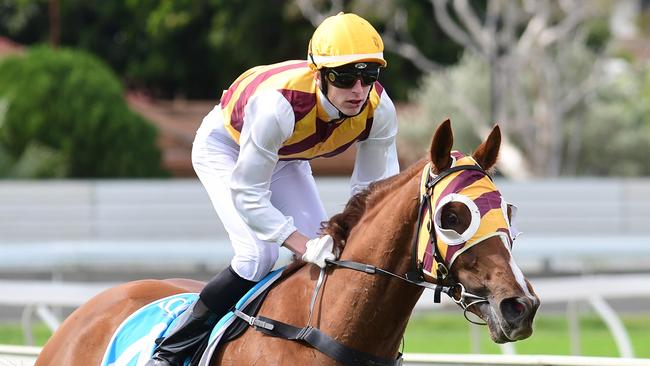 Advance Warning is another Tony Gollan runner Nathan is keen on. Picture: Trackside Photography