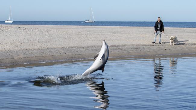 An expert says the cheeky creature is not in danger. Picture: Mark Brake