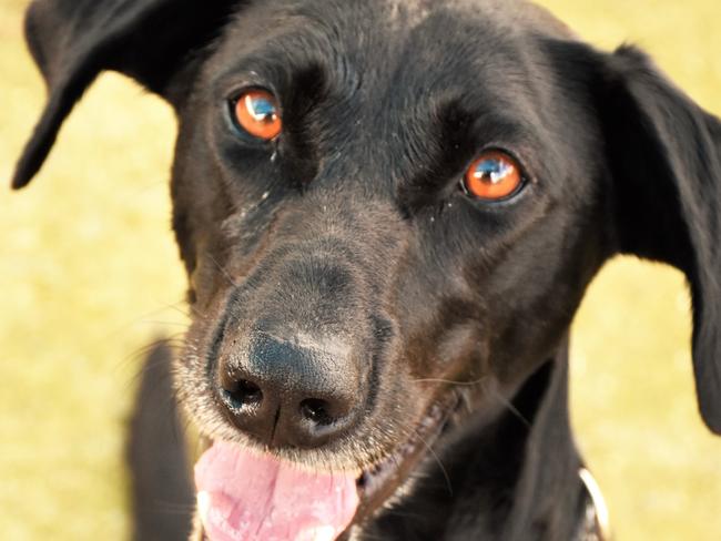 Cassie is a loving kelpie cross who is three years old and costs $360 at the Hawkesbury shelter.