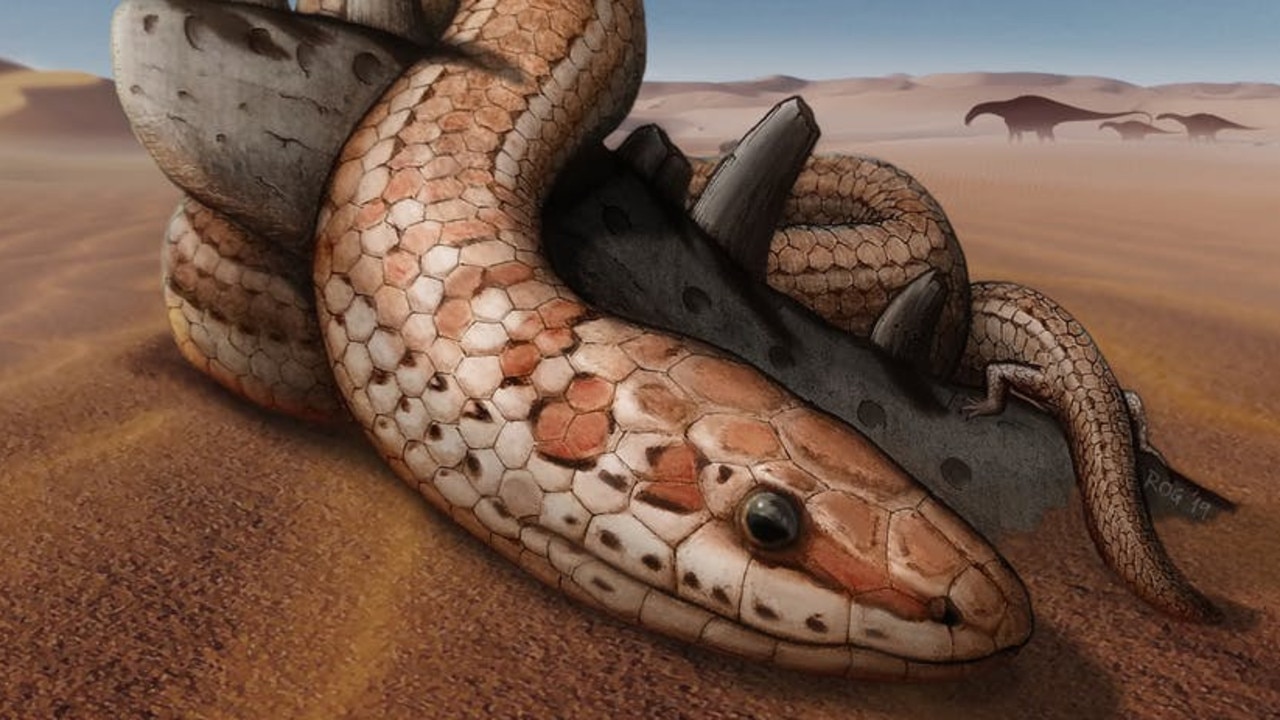 How snakes got their slither