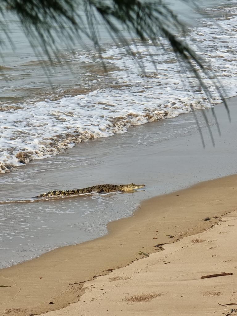 A saltie washed up along the Nightcliff shores on Saturday. Picture: Andi Wilson.